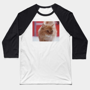 Why ginger cat are so special? Baseball T-Shirt